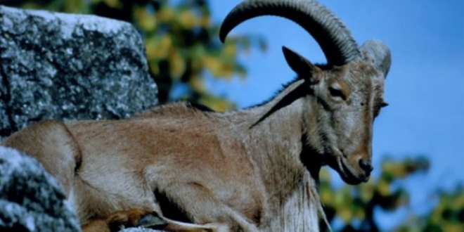 Yaban keçisi vuran kişiye 25 bin 327 lira ceza kesildi
