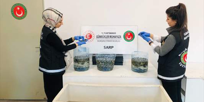 Sınır Kapısı'nda 5 bin 450 su kaplumbağası ele geçirildi