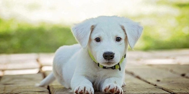 Sabıkası bulunana köpek verilmeyecek