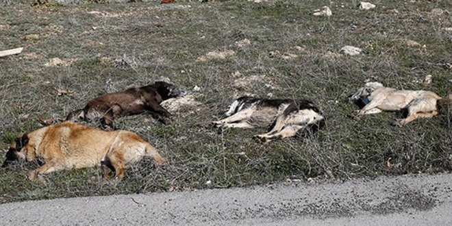 Başkentte köpek katliamına hapis ve tutuklama