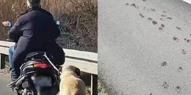 O köpek ölmek üzereyken bulunup, tedaviye alındı