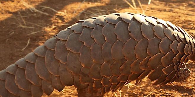 Çin bilim insanları: Coronavirüsü pangolinden bulaşmış olabilir