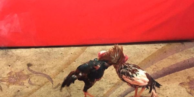 Horoz dövüşü yaptıranlara 76 bin lira para cezası