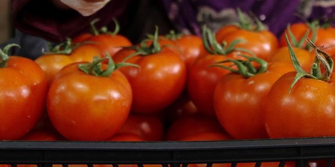 Rusya snrnda bekleyen domatesler pe gidecek