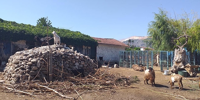 Maaş ödeyemeyen belediye, hayvanları satışa çıkardı