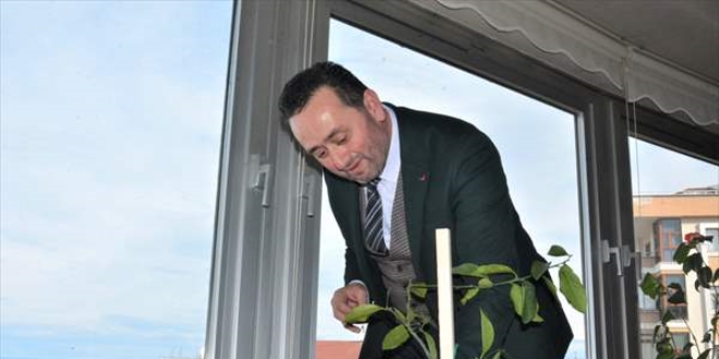Belediye başkanı meyve yetiştirme merakını makam odasına taşıdı