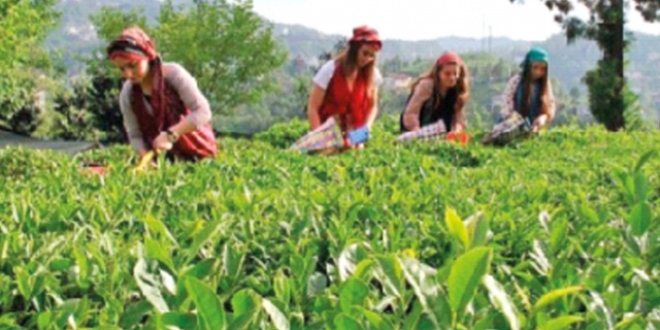Karadeniz'de çay seferberliği