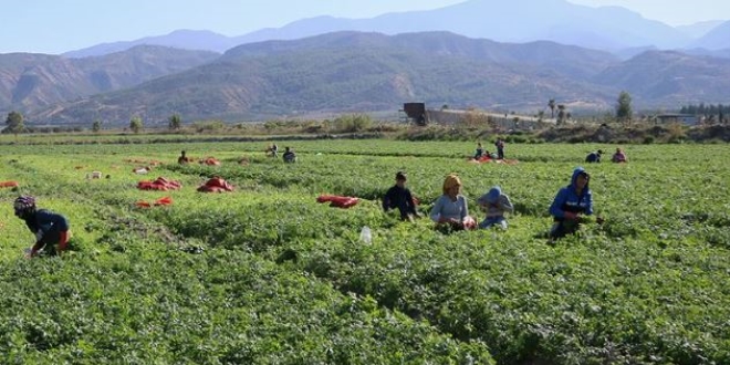 Tarım işçisinin günlük ücreti arttı