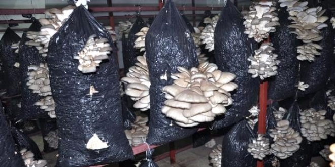 Ders için üretmeye başladıkları mantarı ilçeye satıyorlar