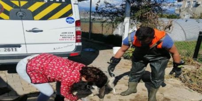Hasta köpeği 14 saat arabada tutan veterinere hayvanseverlerden büyük tepki