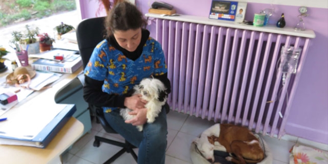 Hayvanseverler tepki gösterdi... O veteriner konuştu