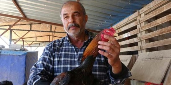 Araba fiyatına horoz satışı
