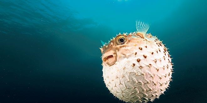 Balon balığı kuyruğu getir 5 TL'yi götür
