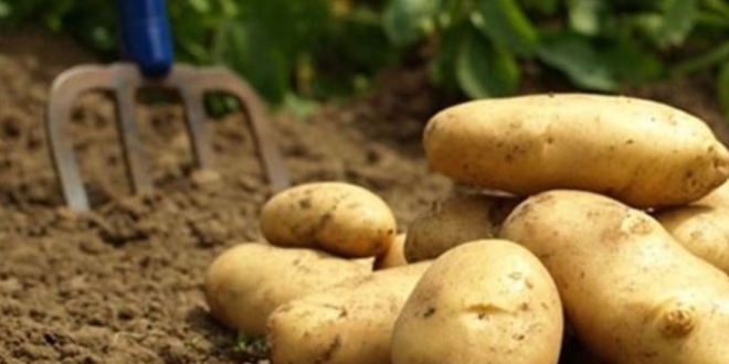 Patates soğan çetesi işbaşında