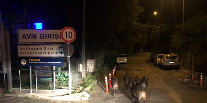 Muğla'da aç kalan domuzlar ilçe merkezine indi