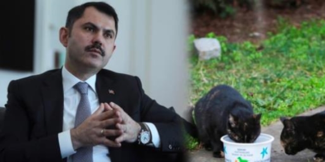 Bakan Kurum'dan sokak hayvanları için çağrı