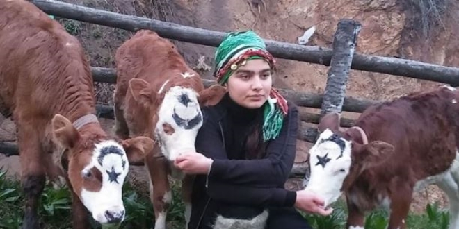 Hamdu Sena kampanyaya 3 buzağı bağışladı