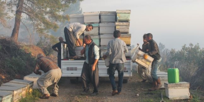 800 arı kovanı kül olan teyze gözyaşlarına boğuldu