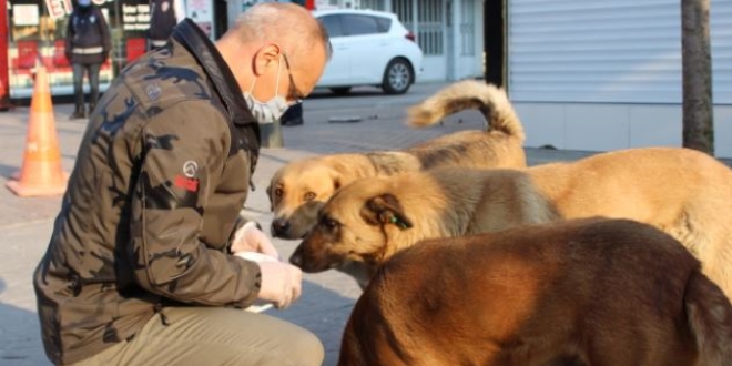 Sakarya İl Emniyet Müdürü, sokak hayvanlarını besledi