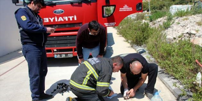İtfaiye erlerinin kedi yavrularına yaptığı suni teneffüs duygulandırdı