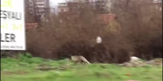 Sessizliği fırsat bilen tilki kent merkezine indi