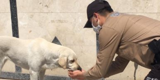 Fethiye'de susuz kalan köpeğin yardımına bekçiler koştu