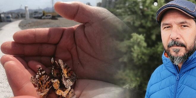 'Daha önce görmediğimiz böcek türleriyle karşılaşacağız'