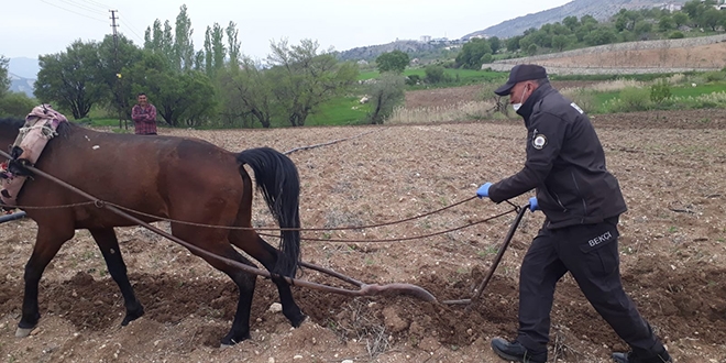 Bekçi, yaşlı vatandaşın tarlasını kara sabanla sürdü