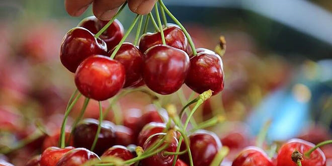 Bakan Pakdemirli en çok kiraz üreten illeri açıkladı