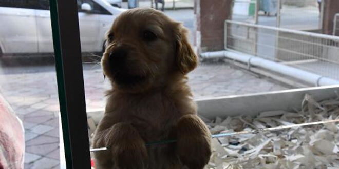 Sokağa çıkabilmek için hayvan satın alıyorlar