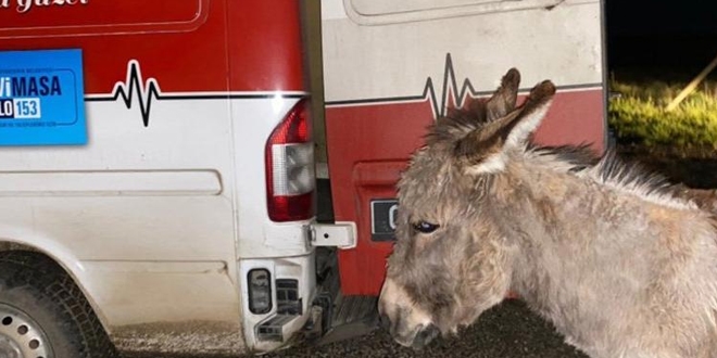 Ankara'da yavrusuna köpeklerin saldırtıldığı eşek Bursa'da tedavi ediliyor