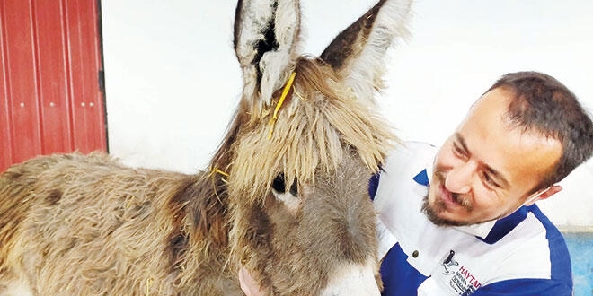 İki köpeğin saldırdığı eşek yeni yuvasında