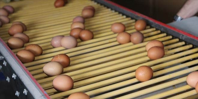 Yumurta üreticileri talebe yetişemiyor