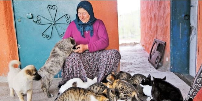 19 kediyle rızkını paylaşan Niğde'li Zühre'nin hikayesi