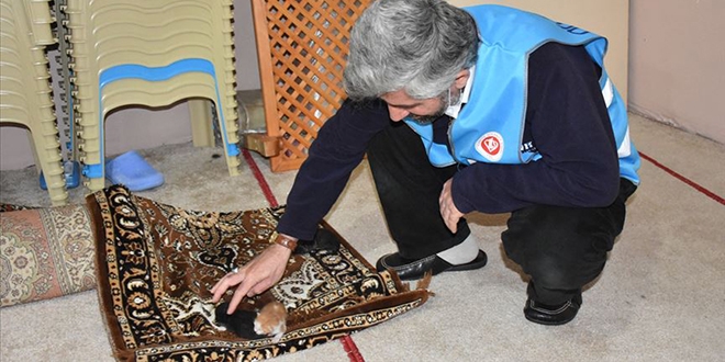 İmam, kedi yavrularına mescitte sahip çıktı
