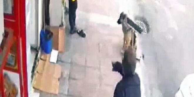 Köpeği tekmelemişti, idari para cezasına çarptırıldı
