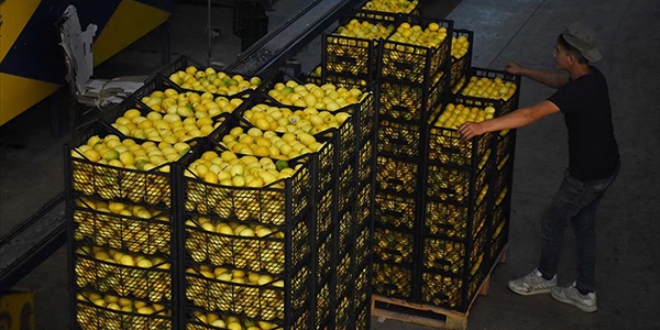 Tarım ve Orman Bakanlığından 10 bin ton limon ihracatına izin