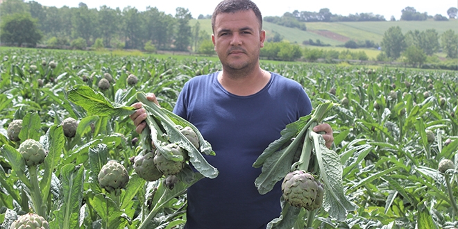Fiyatı diğer enginarların iki katı ama tarlada kapışılıyor