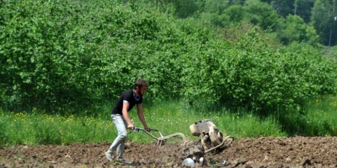 Sadece burada yetişiyor, pazara inmeden tarlada satılıyor
