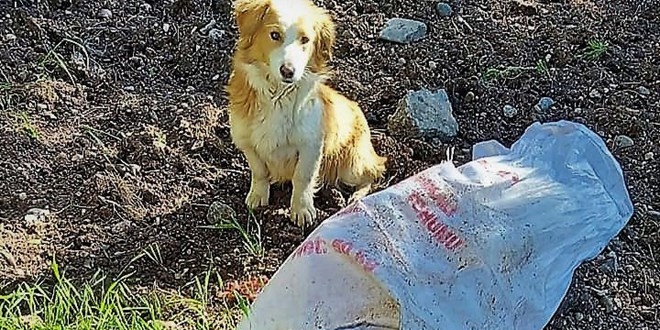 Ağzı bağlı çuvala koydukları köpeği ölüme terk ettiler