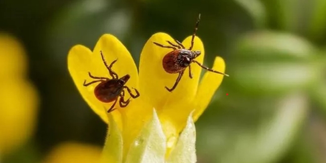 İkinci dalga tartışılırken, 7 ilde yeni hastalık patlak verdi