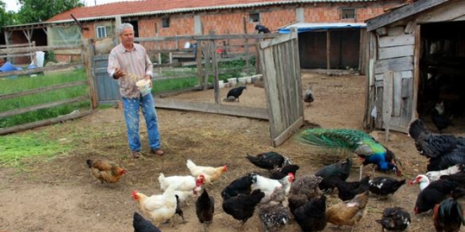 Cins tavuk yetiştiren esnaf mavi yumurta talebine yetişemiyor