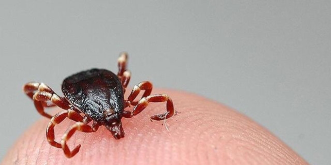 Ölümcül tehlike geri döndü! Vakalar bu yıl erken başladı