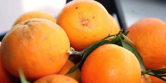 Türk narenciyesini en çok Ruslar tüketti