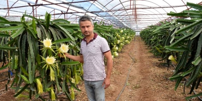 Ejder meyvesi yetiştiren çiftçi, yılda 225 bin TL kazanıyor