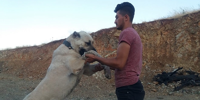Otomobil fiyatına çoban köpeği