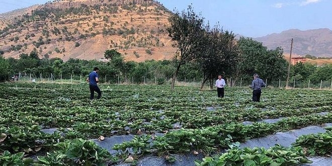 Terörden arınan topraklarda bereket fışkırıyor