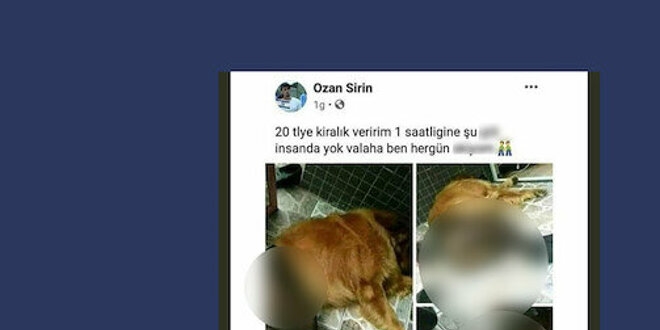 14 yaşında gözaltına alınan şahıs hayvan istismarcısı çıktı