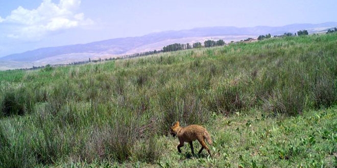 Çorum'da 'aslan' için yerleştirilen fotokapanlara çakal ve tilkiler takıldı