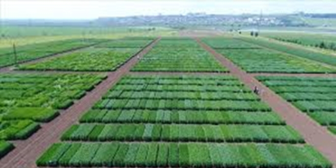 5000 bitki ıslahçısı var ama 300'ü ıslahçı birliğine üye!